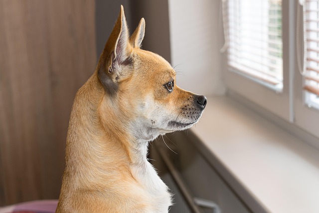 the-dog-4327159_640