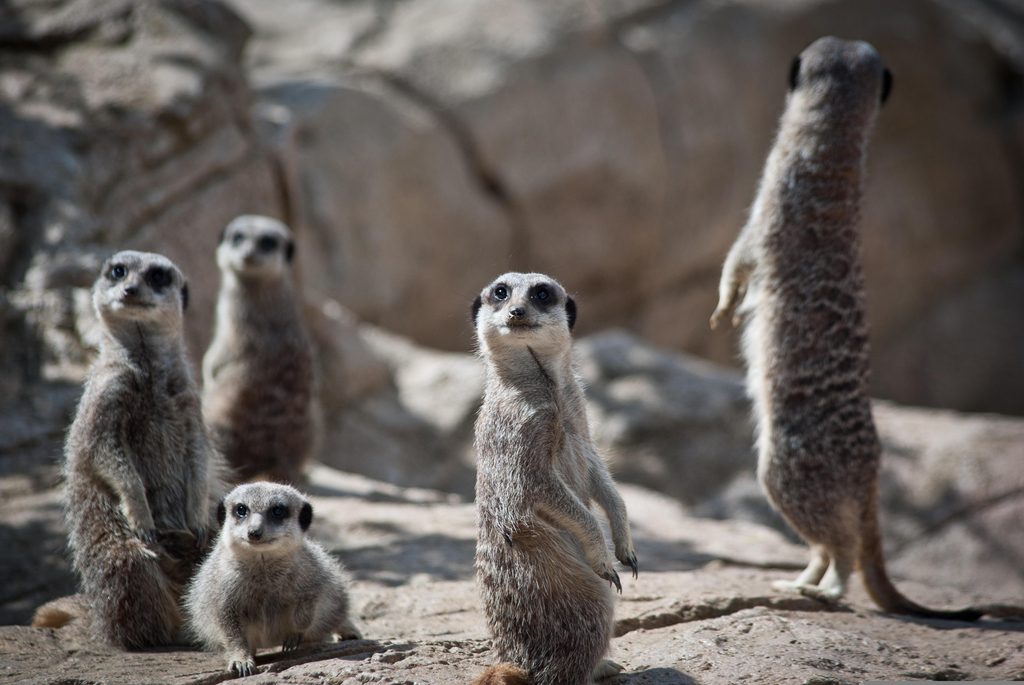 apassingstranger-meerkats-6153748